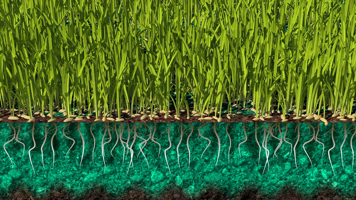 Hydro Mousse Liquid Lawn™ Brand Developers TV Shop